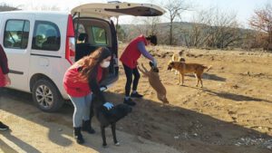 Alinur Aktaş’lı Bursa’da Gönüllüler Sokak Hayvanları İçin Sahada