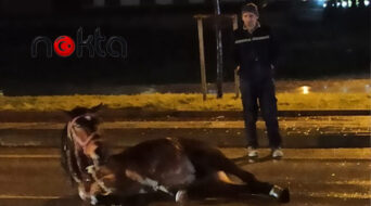 Bursa’da aniden yola çıkan sahipsiz at kazaya neden oldu