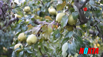 Bursa’da Armut bahçelerinde hasat bereketi
